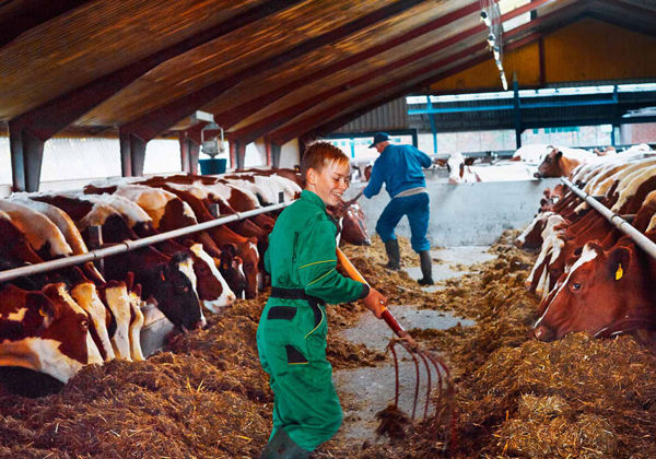 Qualité au niveau des fermes 